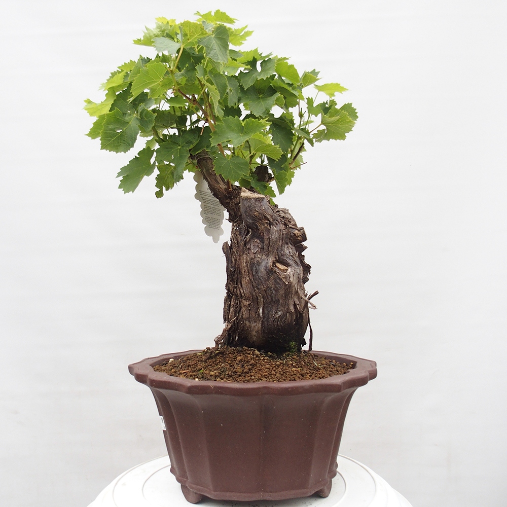 Bonsai plenerowe - Vitis vinnifera MUSKAT ITALIA  - Winorośl