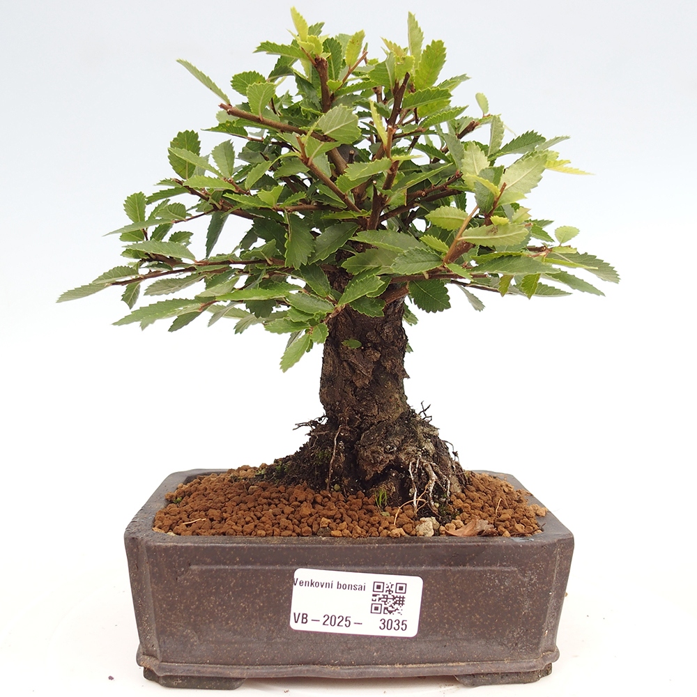 Outdoor bonsai - Zelkova - Zelkova NIRE