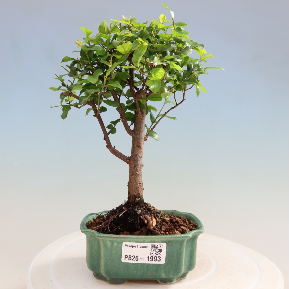 Bonsai pokojowe - Sageretia thea - Sageretia thea