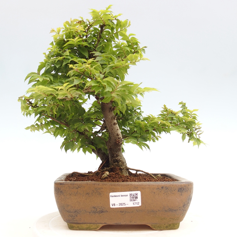 Bonsai zewnętrzne - Ulmus parvifolia  - Wiąz drobnolistny