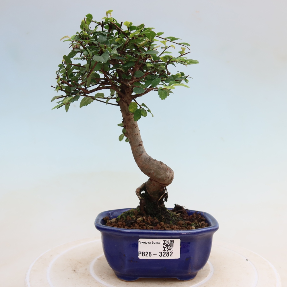 Pokój bonsai - Ulmus parvifolia - Wiąz drobnolistny