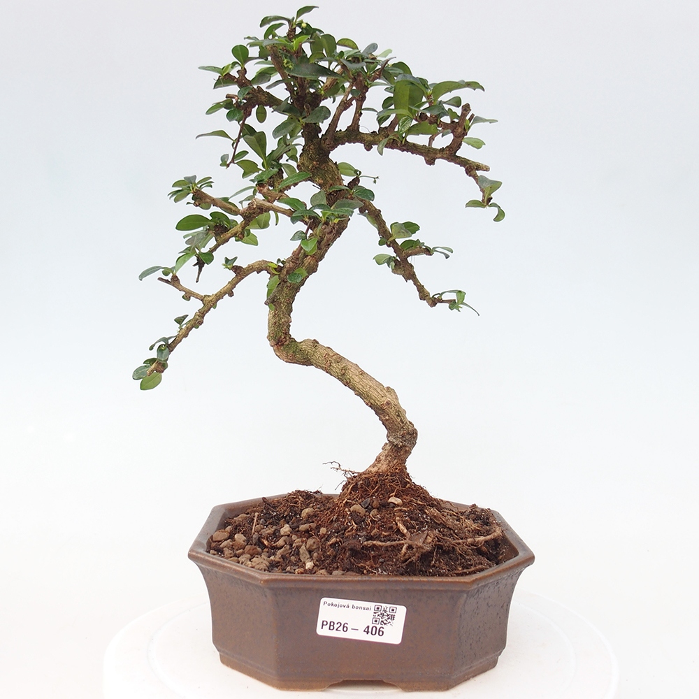 Bonsai pokojowe - Carmona macrophylla - Tea fuki