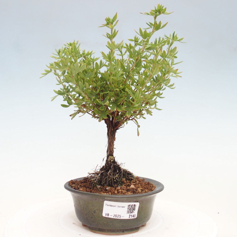 Outdoor bonsai-Pięciolistnik - Potentila fruticosa żółty Ptak