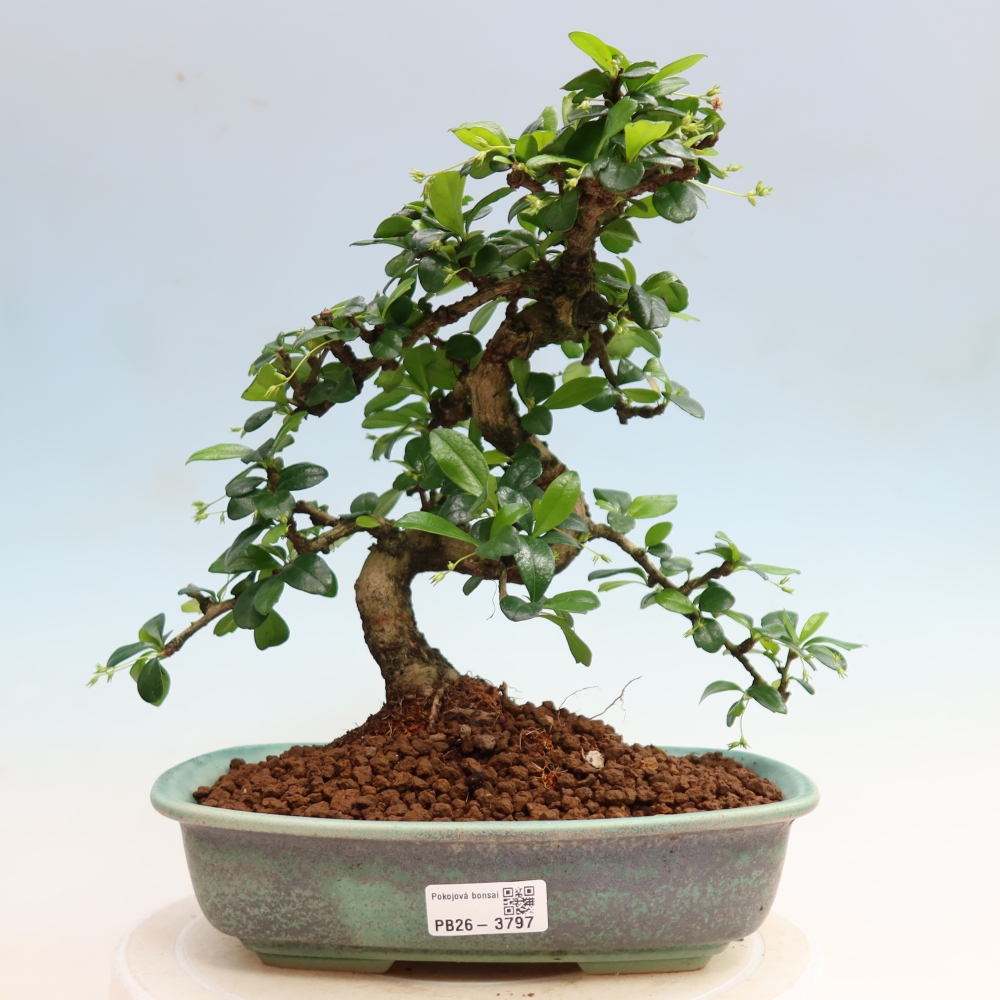 Bonsai pokojowe - Carmona macrophylla - Tea fuki