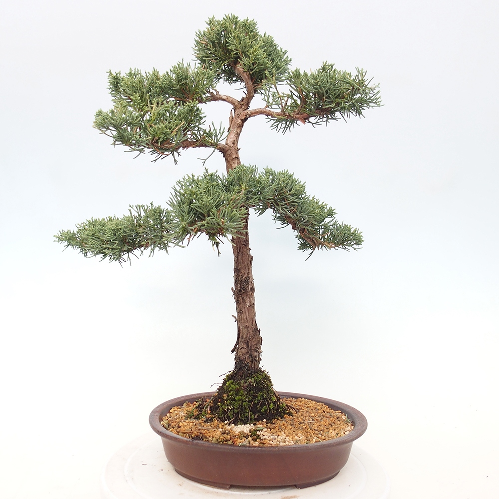 Outdoor bonsai - Juniperus chinensis Kishu - chiński jałowiec