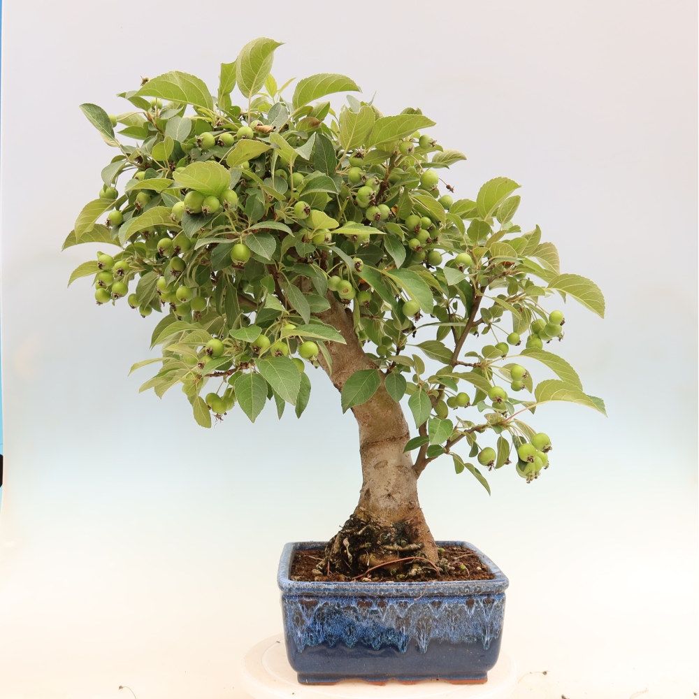 Outdoor bonsai - Malus halliana - Jabłoń drobnoowocowa