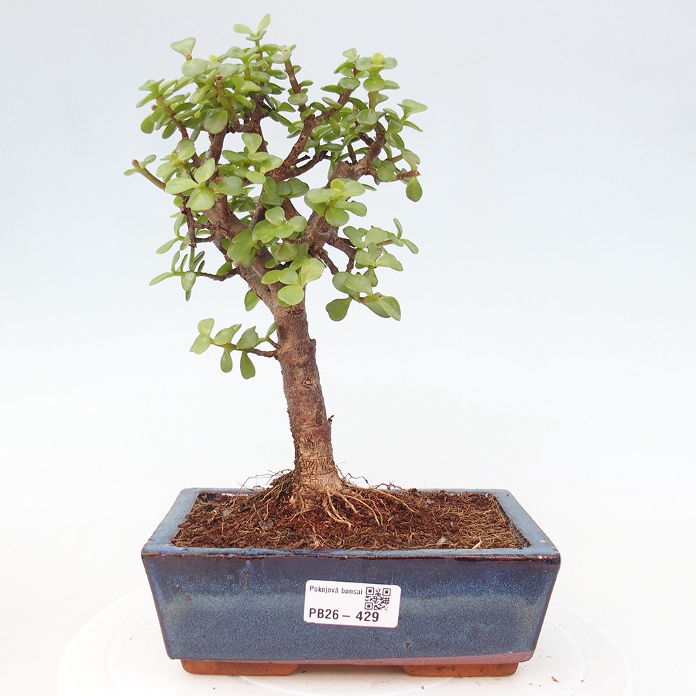 Pokój bonsai - Portulakaria Afra - Tlustice