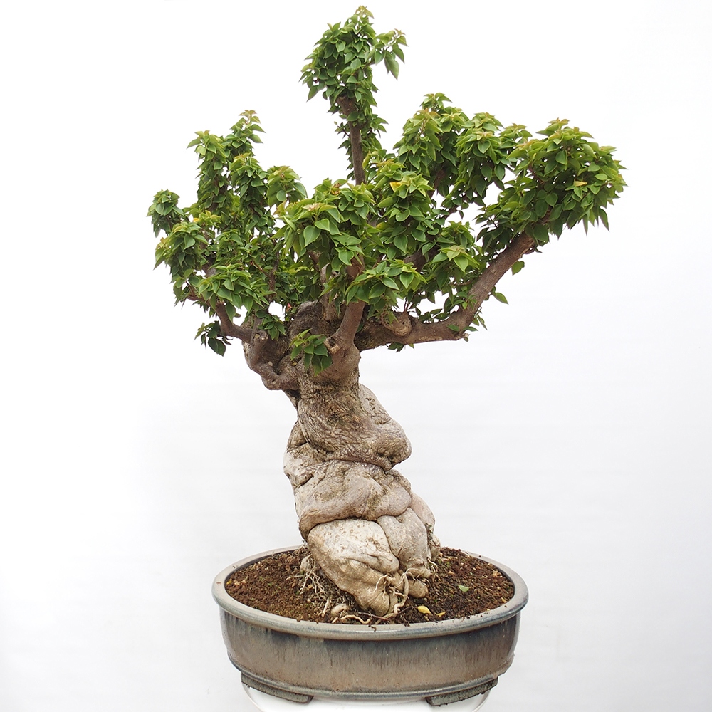 Kryte bonsai - Bouganwilea
