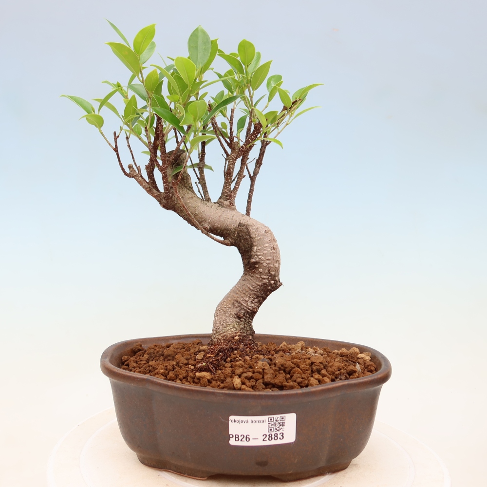 Pokój bonsai - Ficus kimmen - figowiec drobnolistny