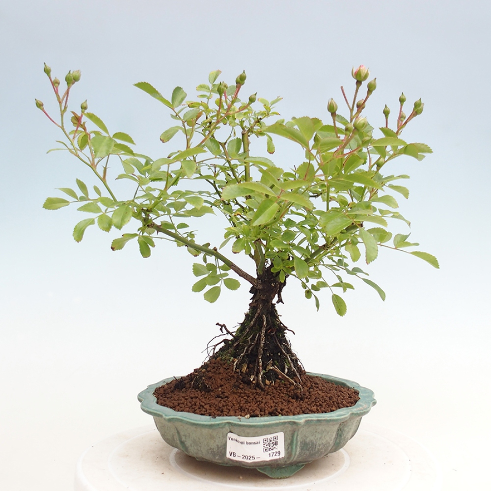 Bonsai na zewnątrz - Rosa Kordes - róża 