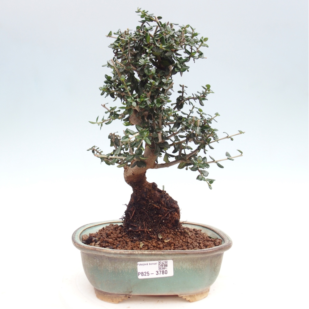 Bonsai do wnętrz - Olea europaea sylvestris