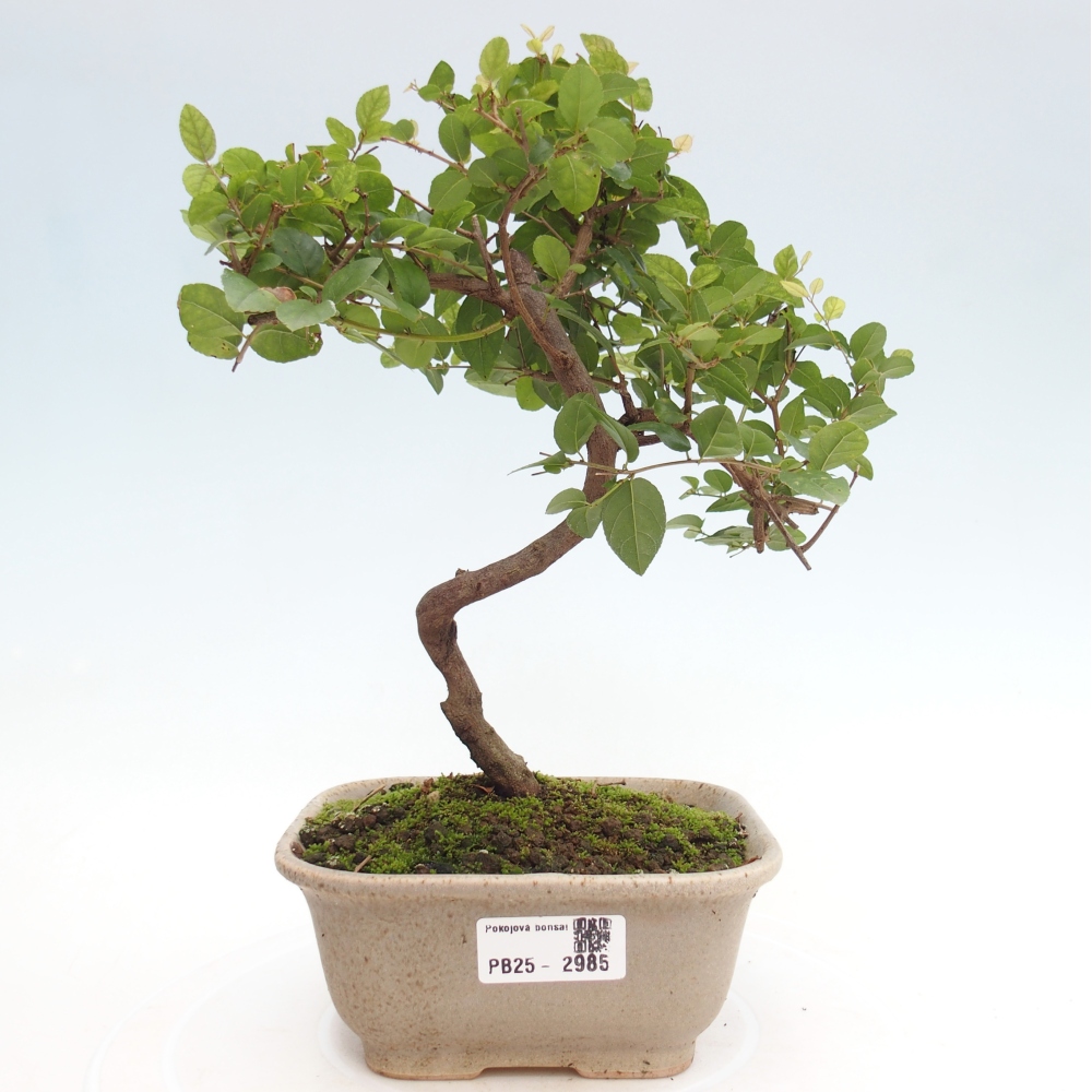Bonsai wewnętrzne - Sagerécie thea - Sagerécie thea