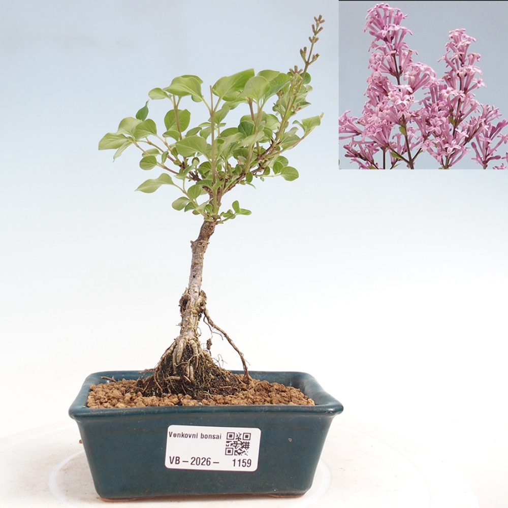 Outdoor bonsai - Syringa Meyeri Palibin - Lilak Meyera