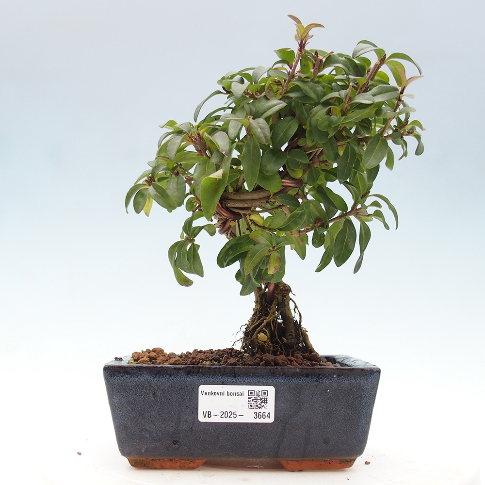 Outdoor bonsai - Ligustrum vulgare - Widok z lotu ptaka