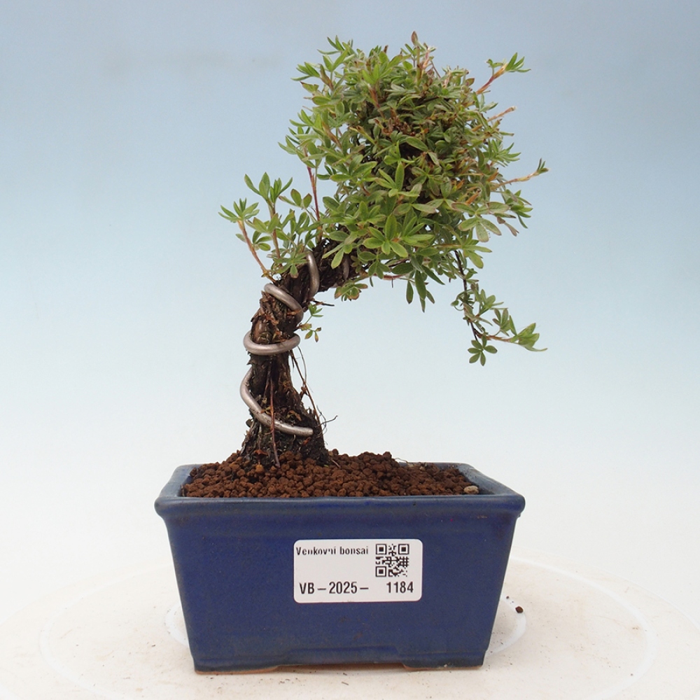 Outdoor bonsai-Pięciolistnik - Potentila fruticosa żółty Ptak