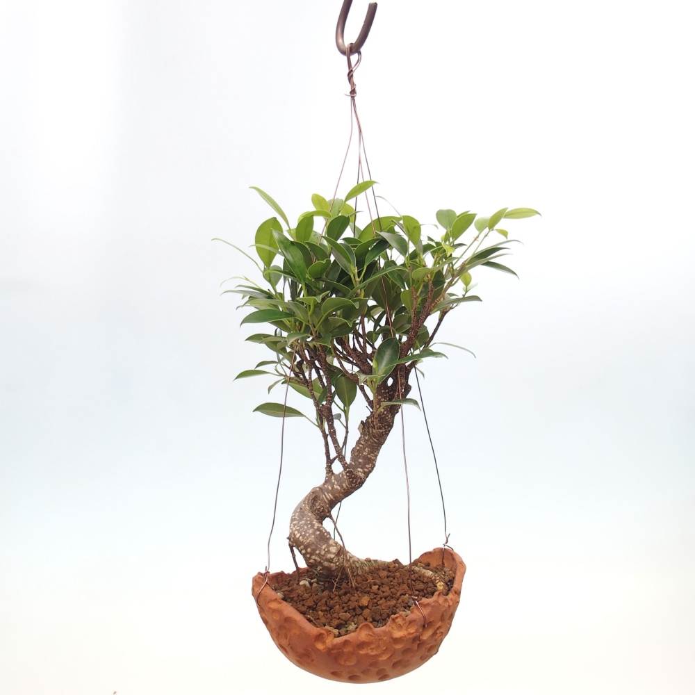 Kokedama w ceramice - figowiec drobnolistny - Ficus kimmen