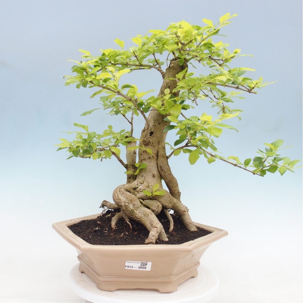 Bonsai pokojowe - Duranta erecta Aurea - WYŁĄCZNIE ODBIÓR OSOBISTY lub transport paletowy