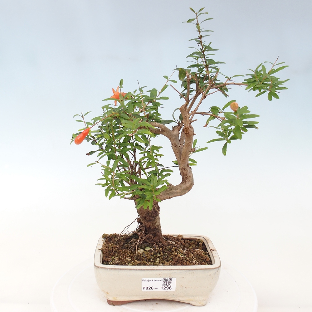 Pokój bonsai - PUNICA granatum nana - jabłko granatu