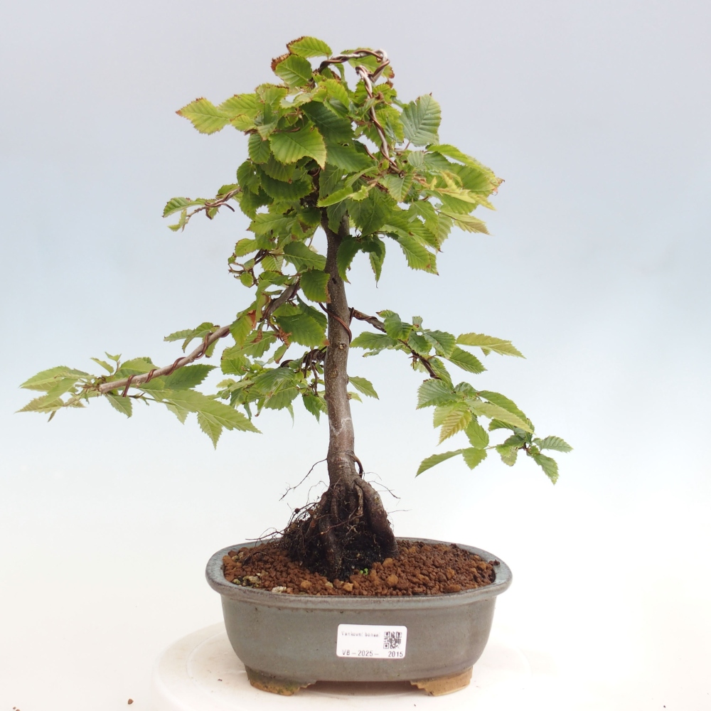 Bonsai zewnętrzne - Grab - Carpinus betulus