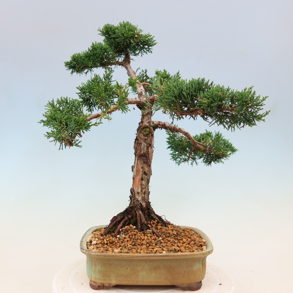 Outdoor bonsai - Juniperus chinensis Kishu