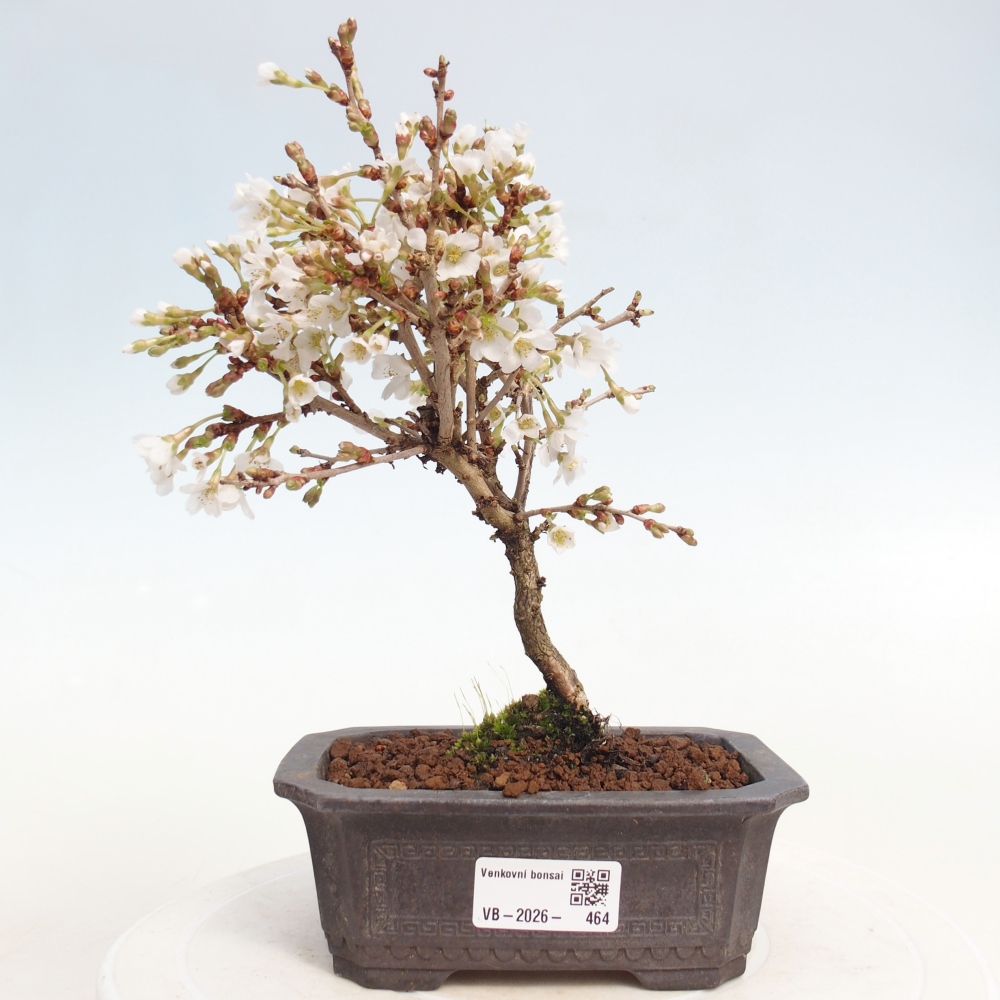 Outdoor bonsai - Prunus incisa Kojou-no mai-Plivon wycięty