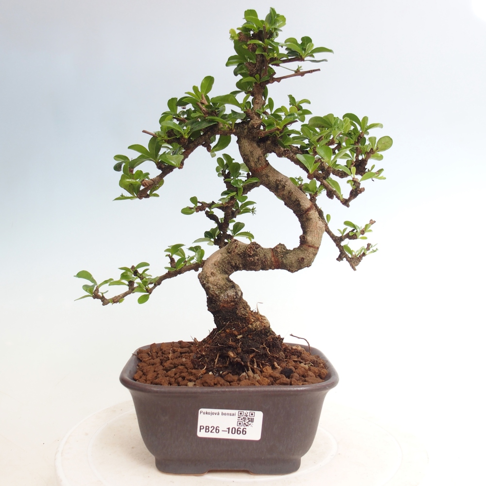 Bonsai pokojowe - Carmona macrophylla - Tea fuki