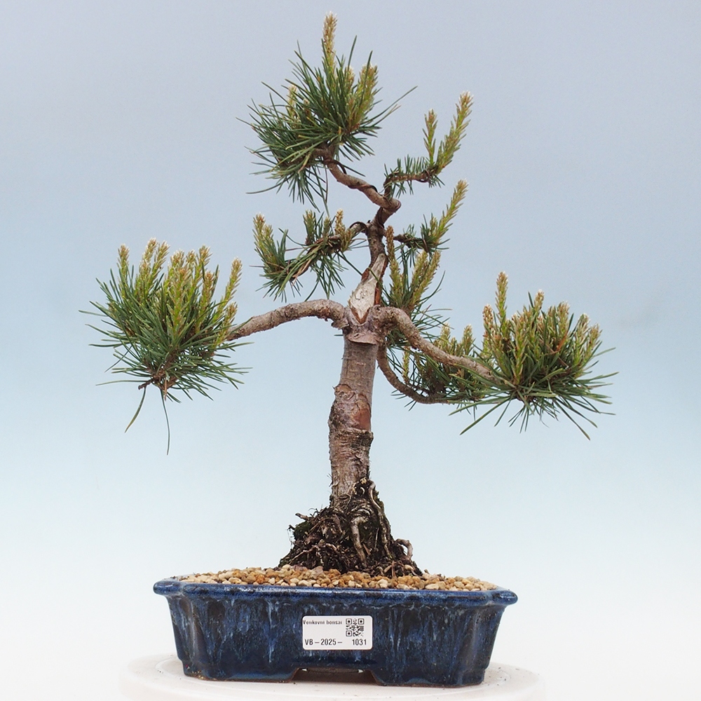 Outdoor bonsai - Pinus Sylvestris - sosna zwyczajna