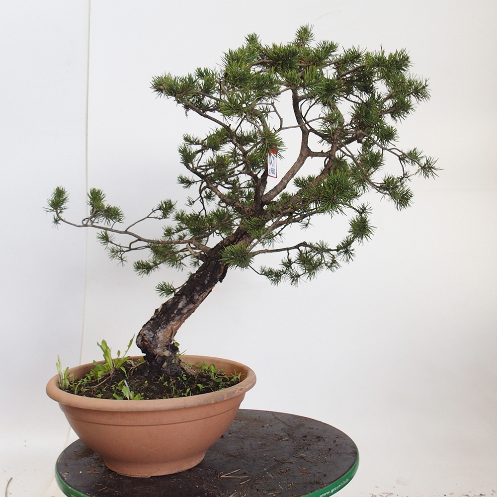 Yamadori - Pinus sylvestris Hiszpania