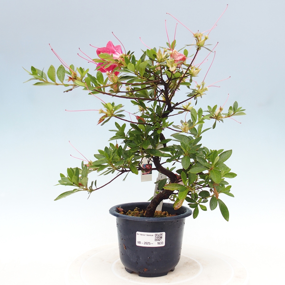 Bonsai zewnętrzne - Azalia japońska - Azalia Rin