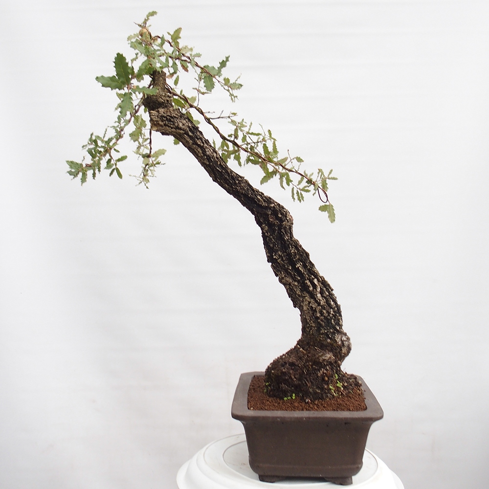 Yamadori - Quercus Ilex - Dąb ostrokrzewowy