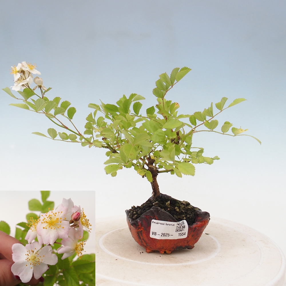 Bonsai na zewnątrz - Rosa sp. - róża drobnokwiatowa