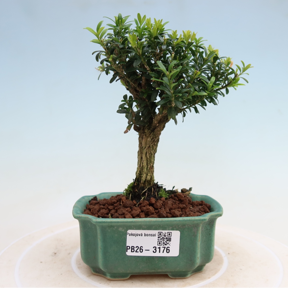 Pokój bonsai - Buxus harlandii - buxus korkowy