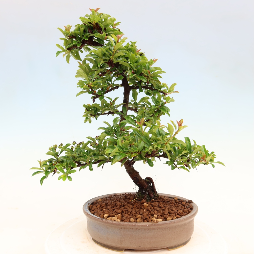 Bonsai ogrodowe – Pyracantha teton – ognik szkarłatny