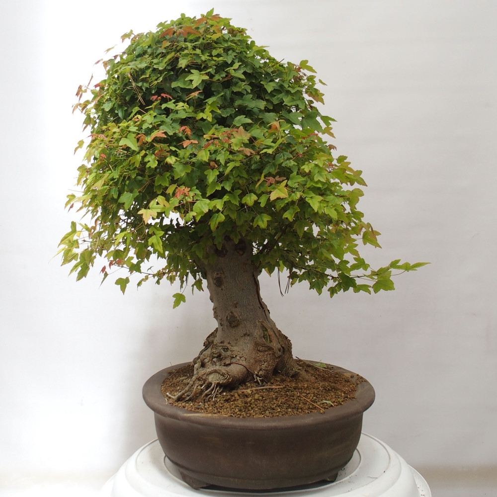 Outdoor bonsai - Maple Buergerianum - Burger Maple