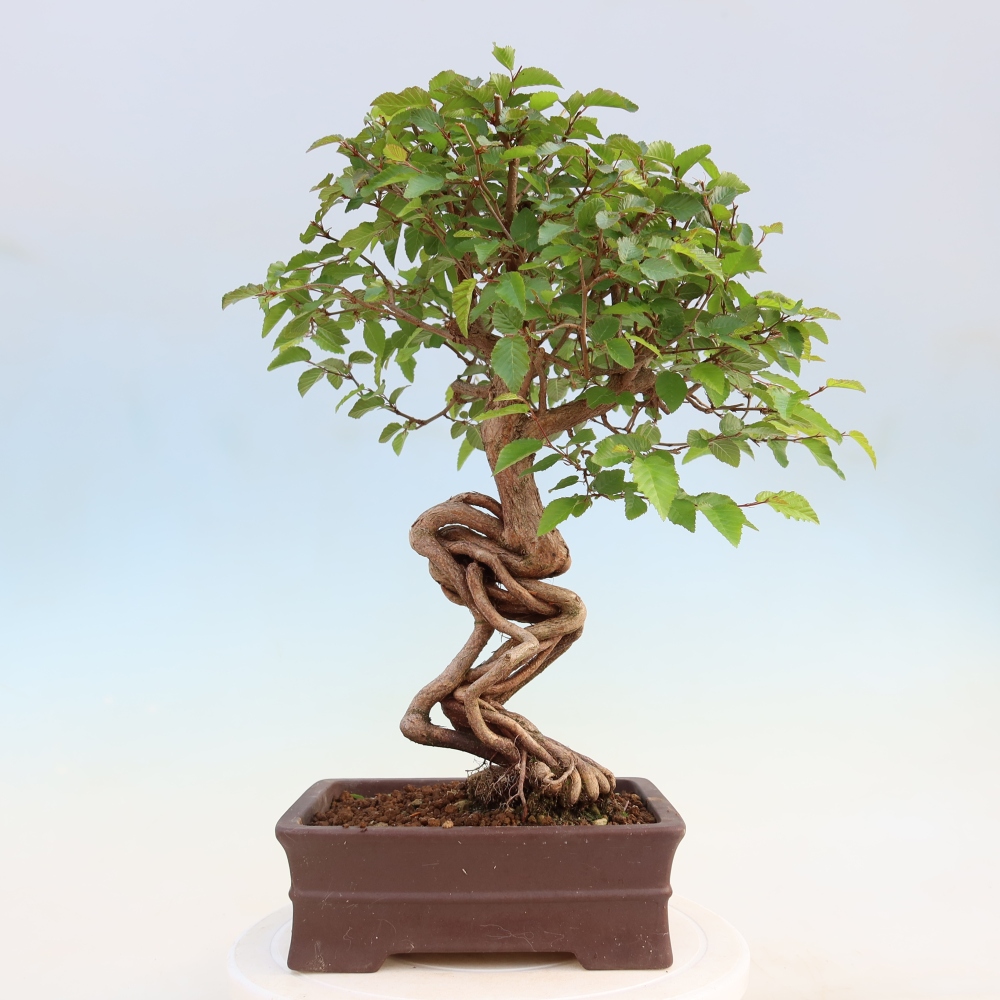 Outdoor bonsai - Carpinus coreana - grab koreański