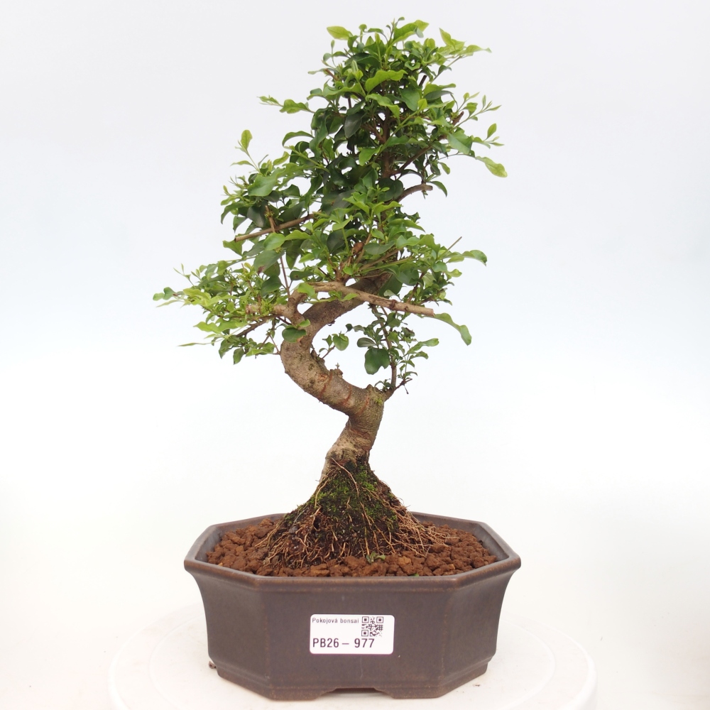 Pokój bonsai - Ligustrum chinensis - Dziób ptaka