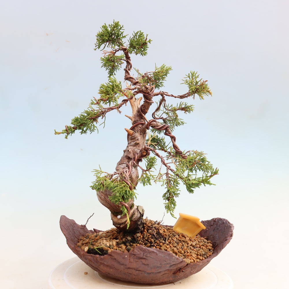 Bonsai ogrodowe – Juniperus chinensis Itoigawa – jałowiec chiński