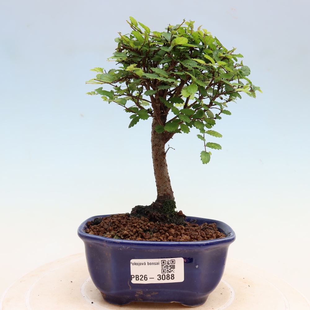 Pokój bonsai - Ulmus parvifolia - Wiąz drobnolistny