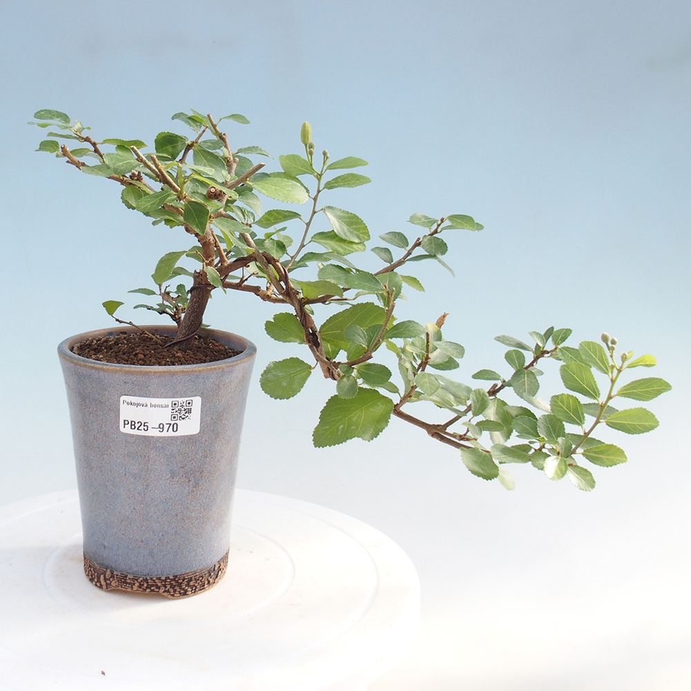 Kryty bonsai - Grewia occidentalis - Lawendowa gwiazda