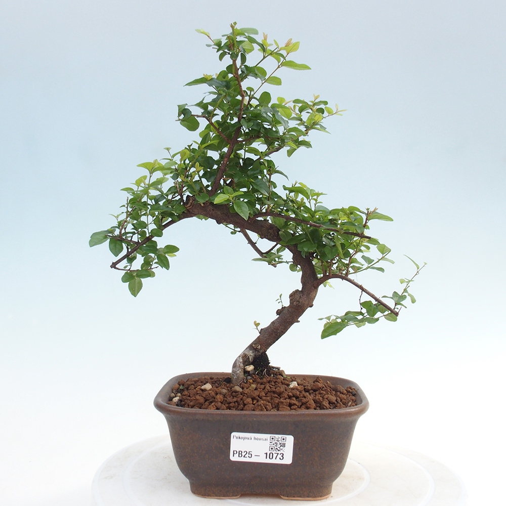 Kryty bonsai - Sagerécie thea - Sagerécie thea