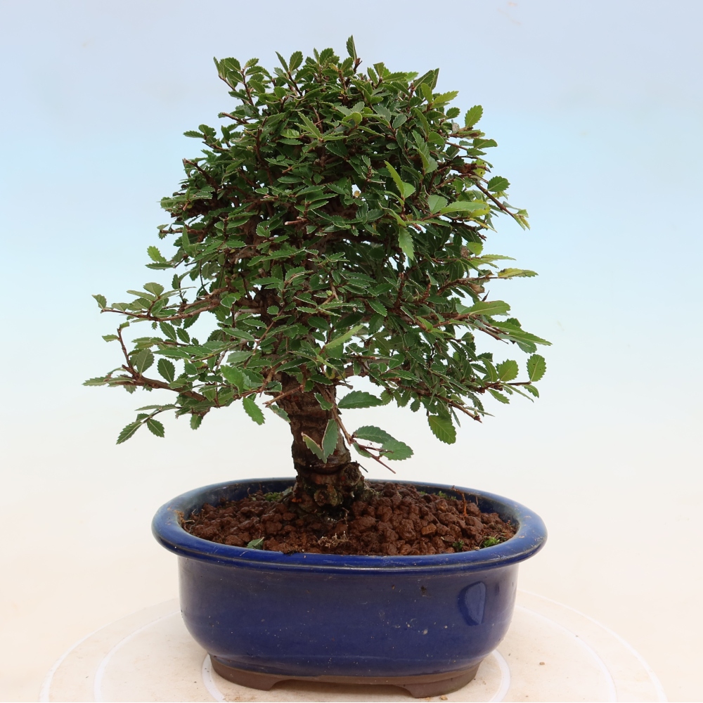 Bonsai zewnętrzne - Zelkova - Zelkova NIRE
