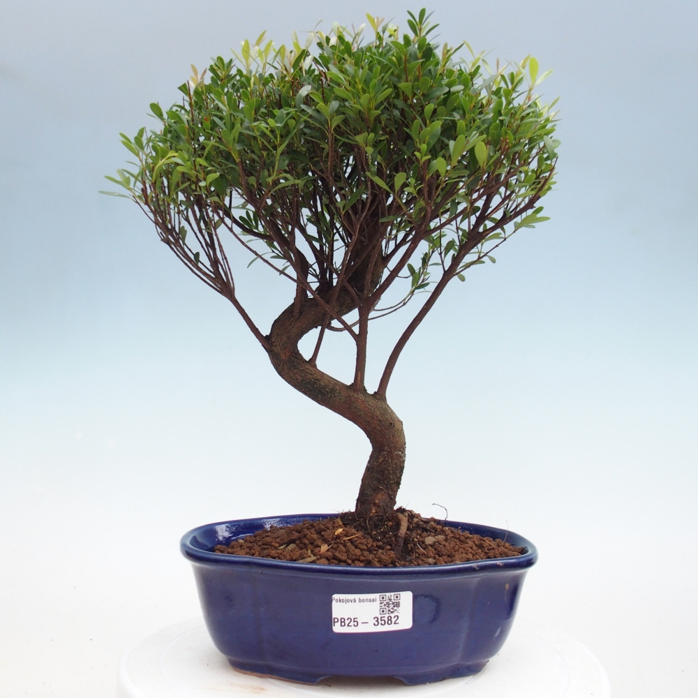 Pokój bonsai - Syzygium - Pimento