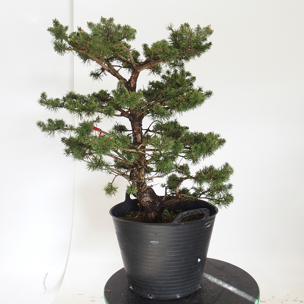 Yamadori - Pinus sylvestris Hiszpania