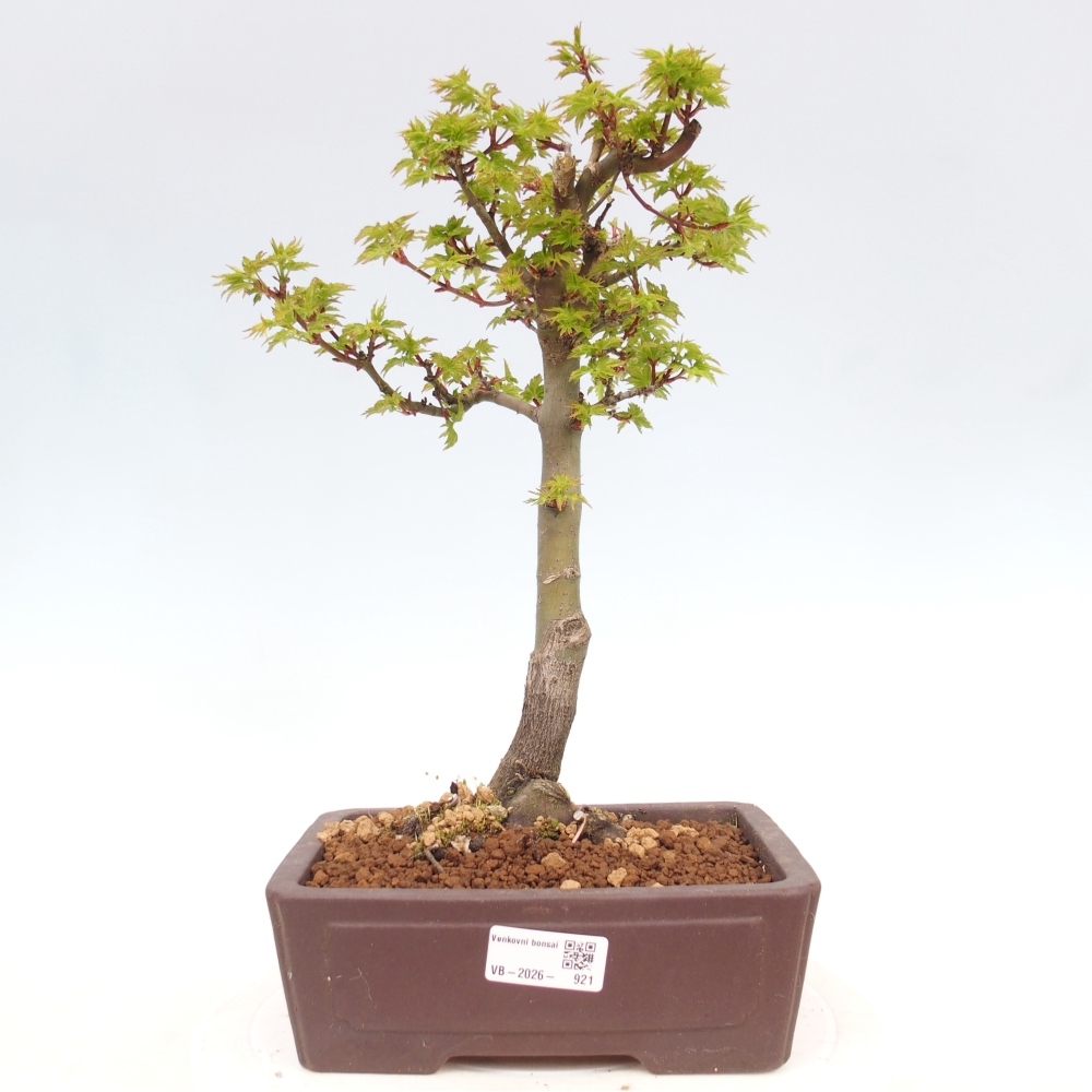 Outdoor bonsai - palma jaworowa Acer palmatum Shishigashira