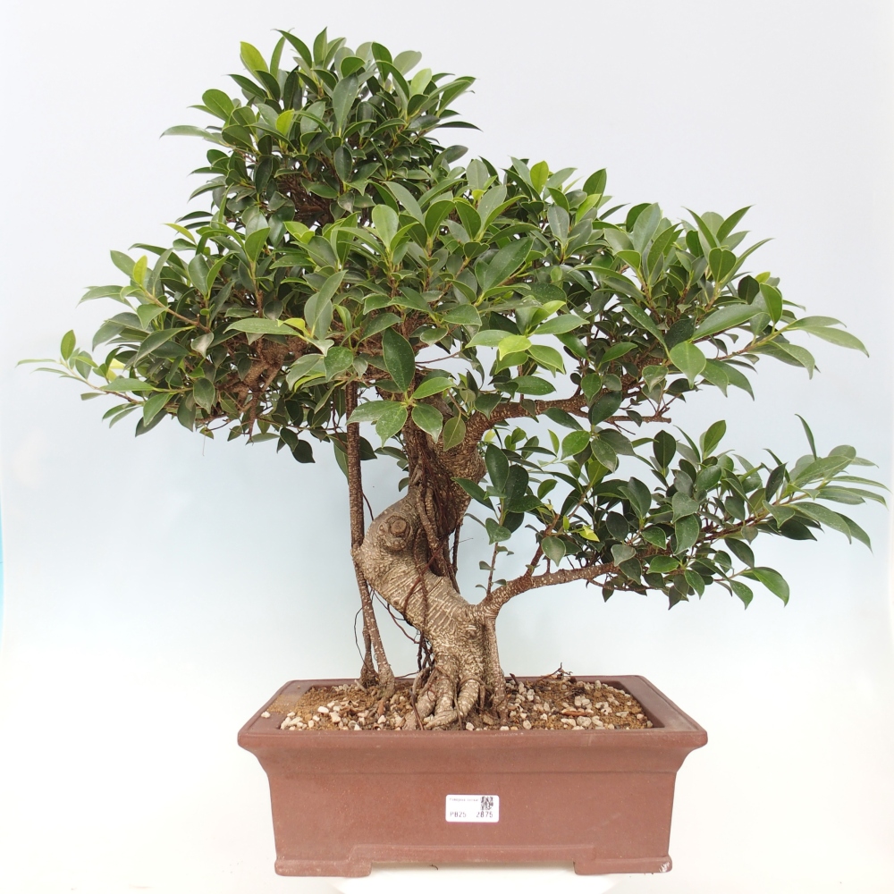 Bonsai pokojowe - Ficus kimmen - figowiec drobnolistny - WYŁĄCZNIE ODBIÓR OSOBISTY lub transport paletowy