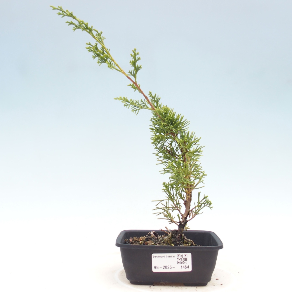 Outdoor bonsai - Juniperus chinensis Itoigawa - Jałowiec chiński