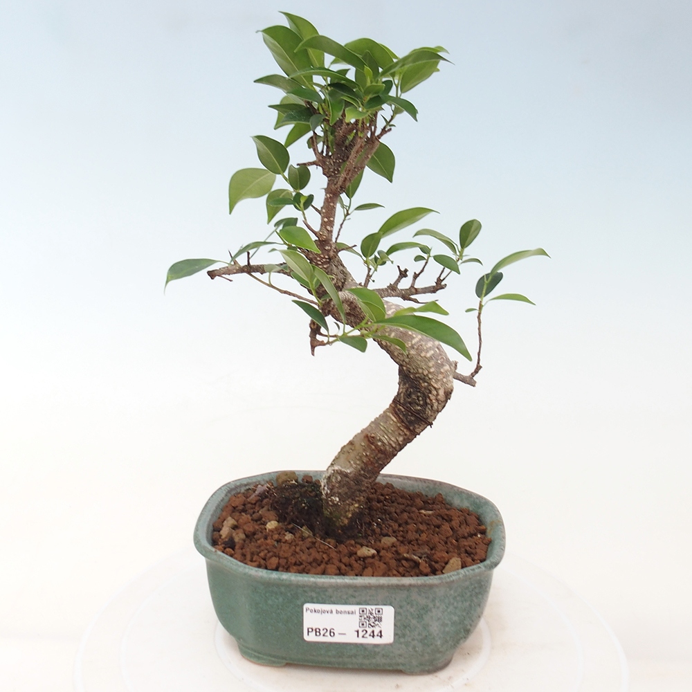 Pokój bonsai - Ficus retusa - figowiec drobnolistny