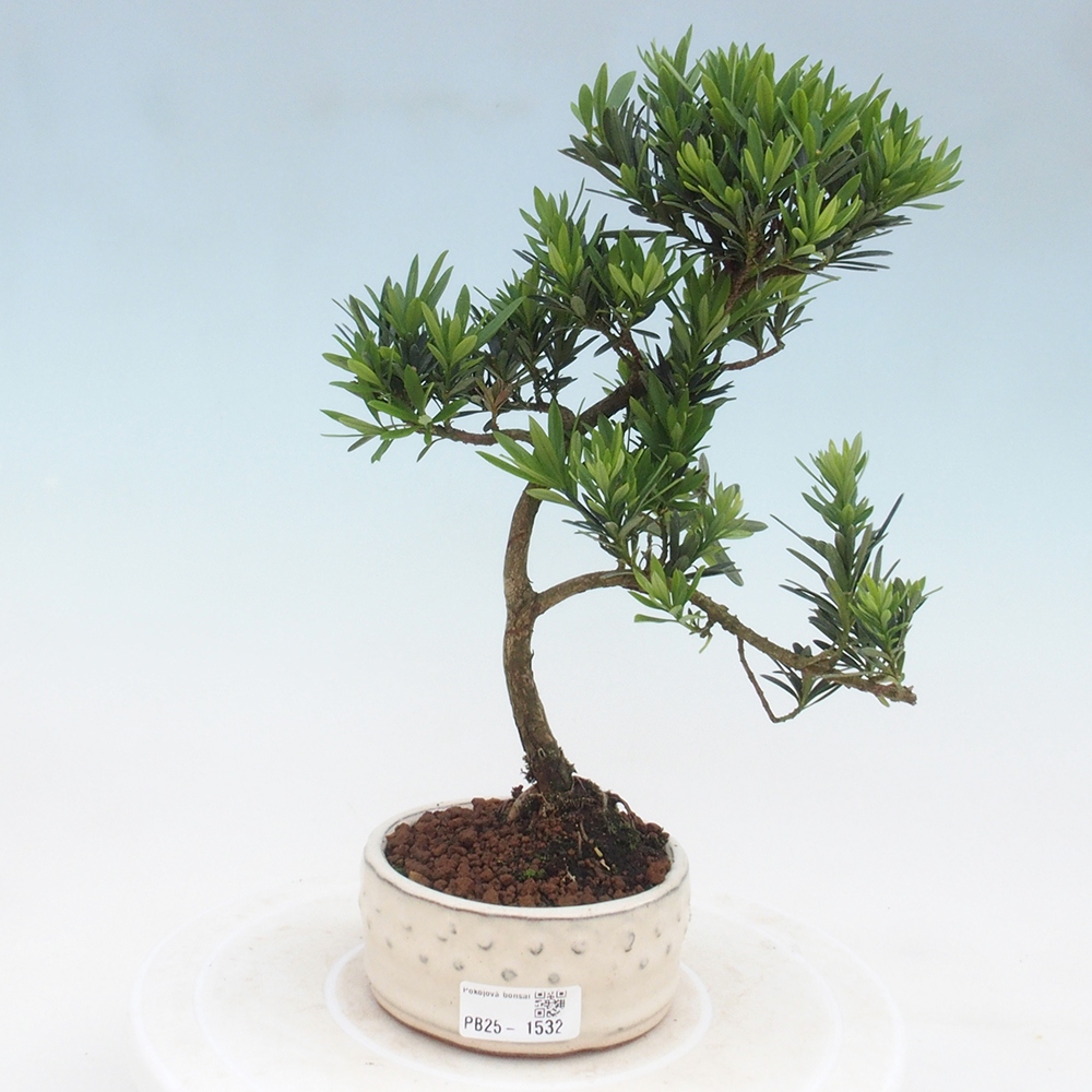 Kryty bonsai - Podocarpus - Kamień tys