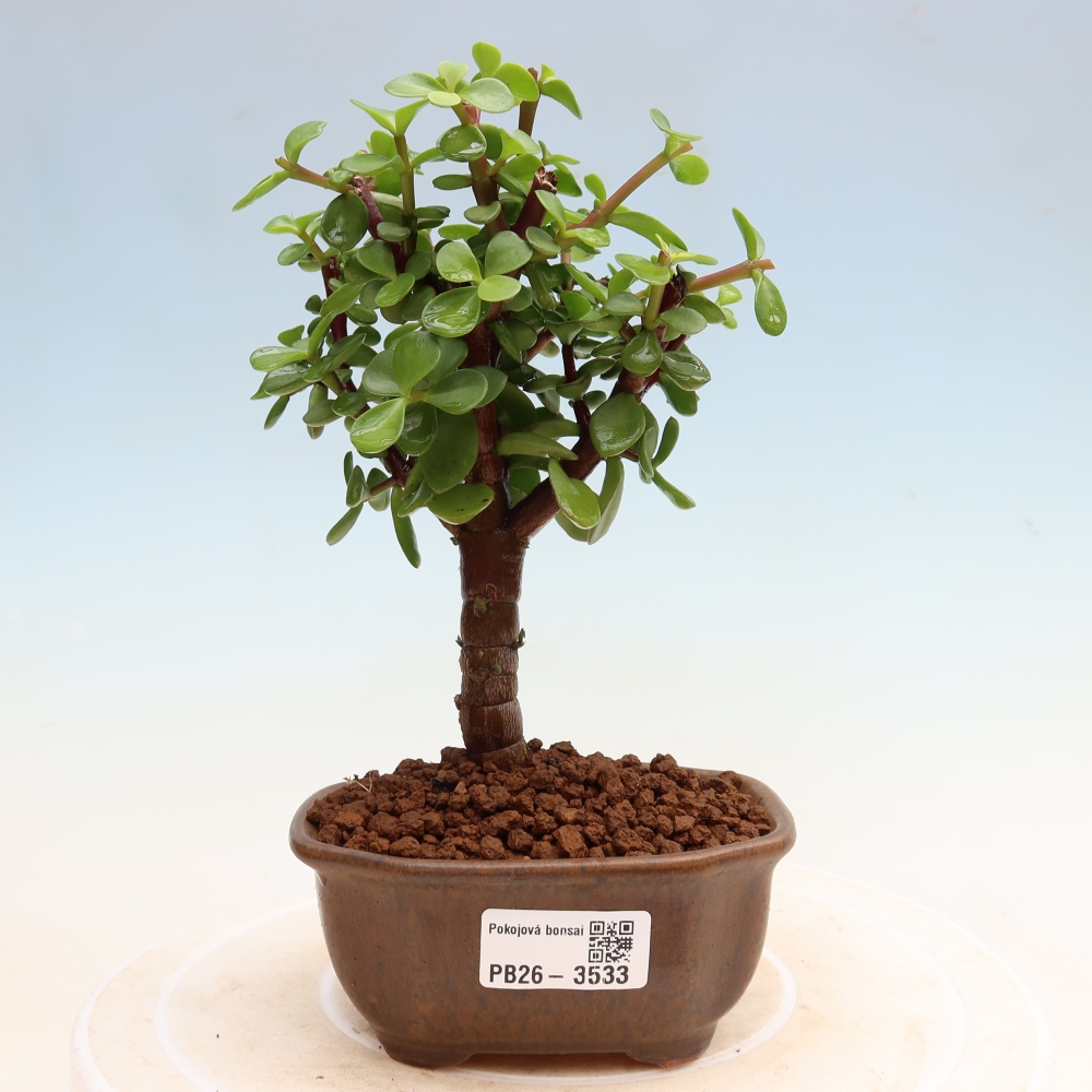 Pokój bonsai - Portulakaria Afra - Tlustice
