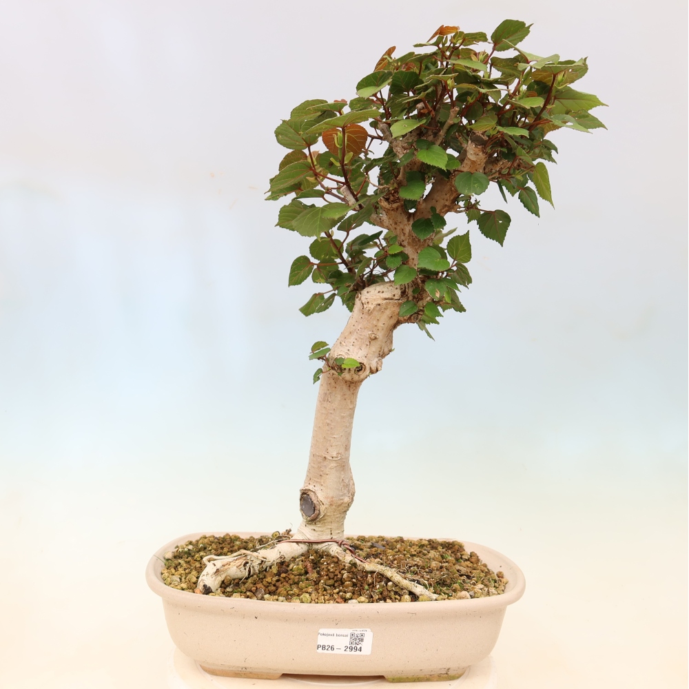 Bonsai domowe - Hibiscus tiliaceus - Hibiskus morski